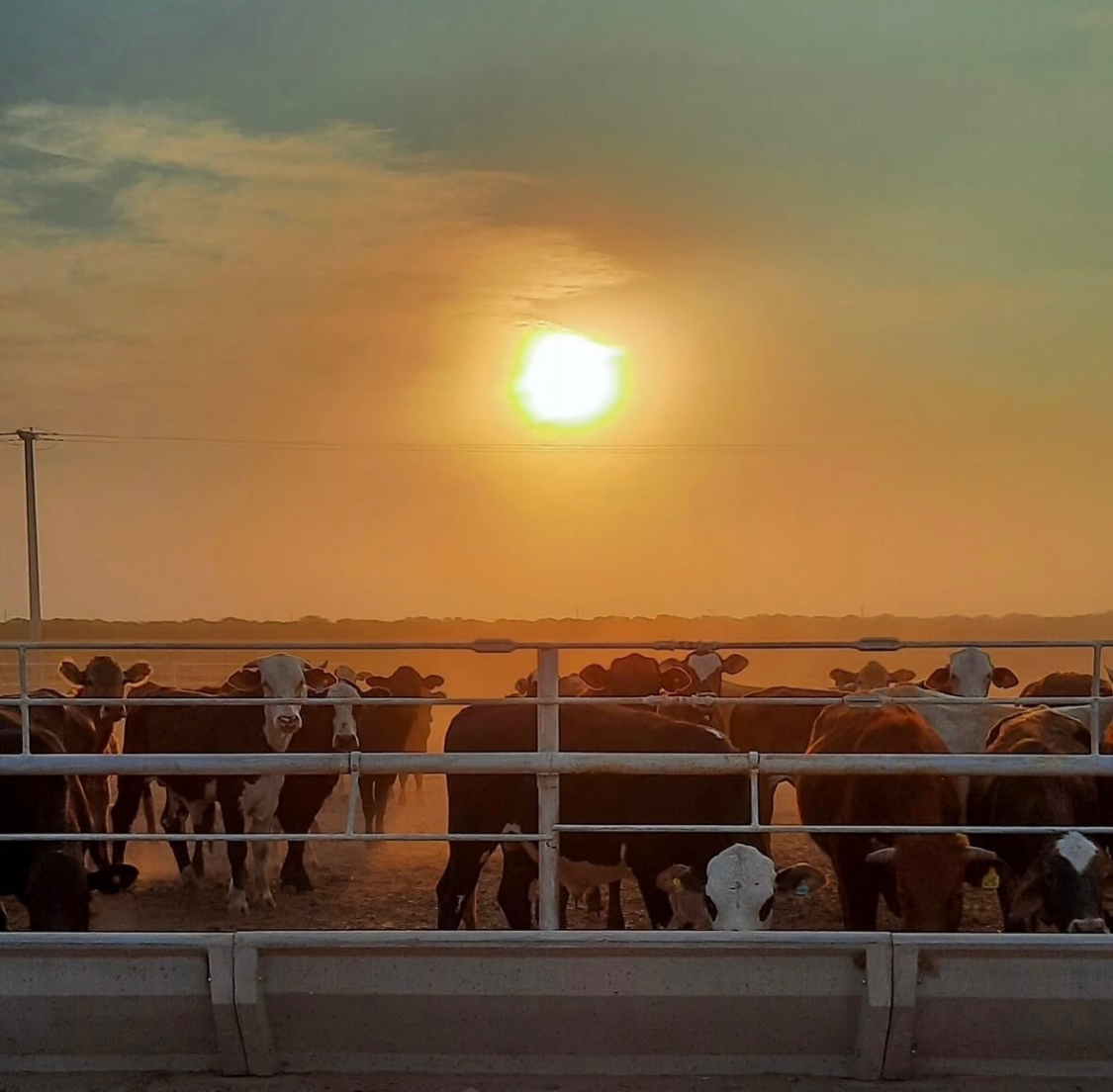 Feedlot